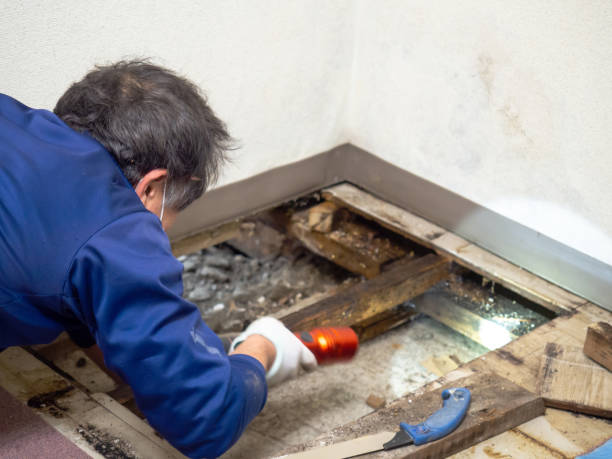 Best HVAC Mold Remediation in Clinton, SC
