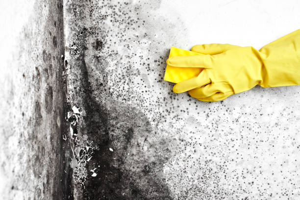 Professional Mold Remediation in Clinton, SC