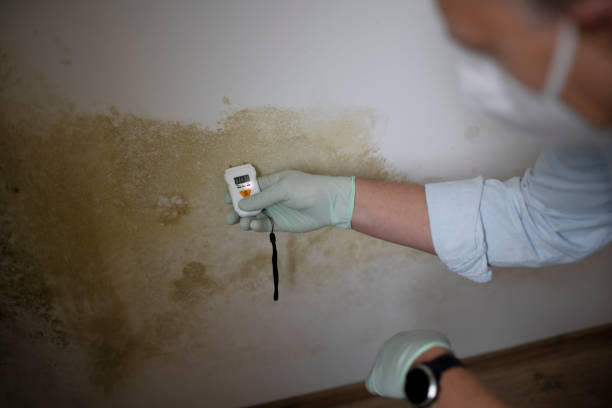 Best Post-Flood Mold Remediation in Clinton, SC