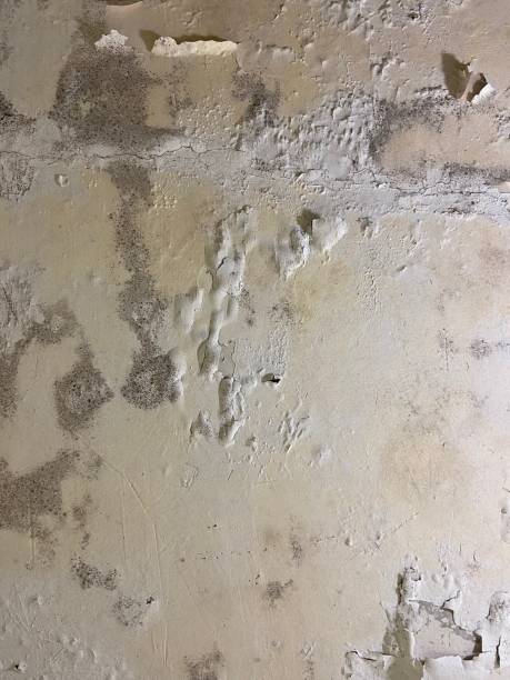 Best Basement Mold Remediation in Clinton, SC