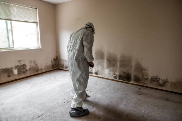 Best Residential Mold Remediation in Clinton, SC