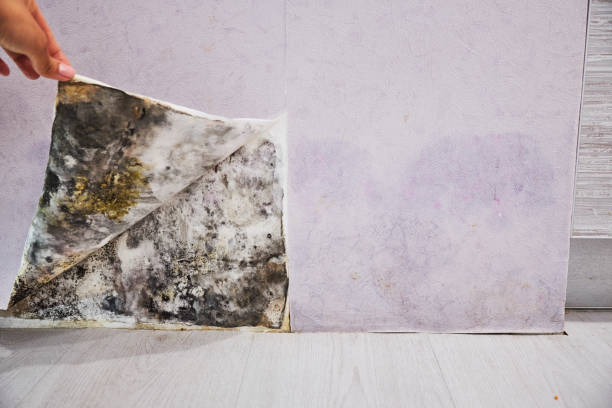 Best Health and Safety Mold Remediation in Clinton, SC